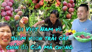 Toàn cảnh vườn trái cây chín đỏ của má chồng Thảo Cali ở Mỹ. Sinh nhật đơn sơ của anh xã đẹp trzai