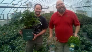 White Flower Farm plants are EXPLODING with color at Prides Corner Farms!