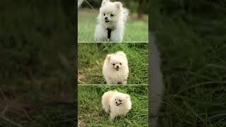 PUPPS & STUD _Pomeranian