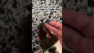 How I Deal With My Pet Rats’ Short Lifespans