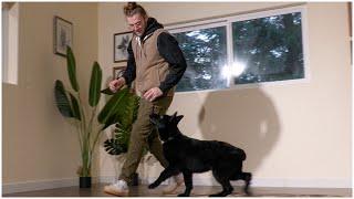 Impressive Indoor obedience with Nina | Kraftwerk K9 German Shepherds