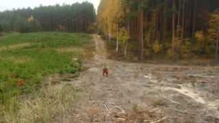 Elvis seter irlandzki irish setter