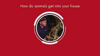 How do animals get into my house? - The most common animal entry spots