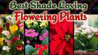 6 Best Low Light or Shade Loving Flowering Plants You can Grow at Home