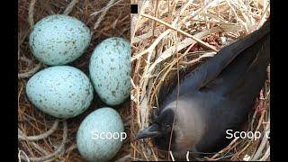 crow laying six eggs in the nest