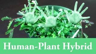 Human-Plant Hybrid (Genetic Engineering at Home)
