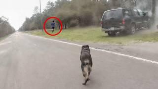 Craziest Police K9 Takedowns Caught on Camera