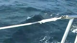 30' Sabre. Sailing  from Boston to Halifax   Dolphins