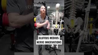 NERVE INNERVATIONS FOR THE GLUTEUS MEDIUS MUSCLE!!!