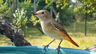 Female Common Redstart | Phoenicurus phoenicurus | Birdcare | Birdbath | Nature