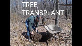 How to Transplant a Tree