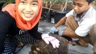 Easy growing and harvesting Japanese sweet potatoes Satsumaimo