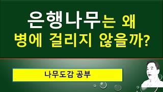 4. 은행나무가 병에 걸리지 않는 이유 : 침엽수일까? : 유주(乳柱)란 무엇일까? : ‘황금나무’라고 부르는 이유 :  침엽수, 활엽수, 차상맥, 평행맥,