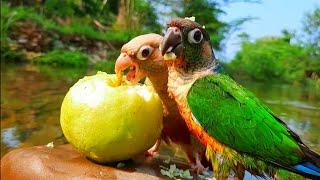 conure nature bird sounds | Green cheek conure tricky parrot in the forest , Conure Sounds