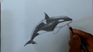 como desenhar uma BALEIA ORCA