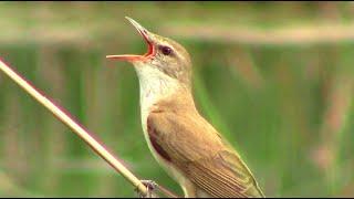 Камышовка дроздовидная поёт (голоса птиц) || Reed warbler (bird voices)