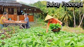 Harvesting and Cooking Fresh Pechay from our Garden | Philippine Countryside@AmigaCha