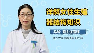 女人生殖器的构成 女性生殖器的结构是什么 有来医生