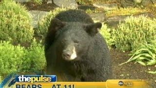 Bears Invade WNEP-TV in Pennsylvania