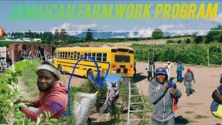 In The Life Of Jamaican Farm workers! in #Canada