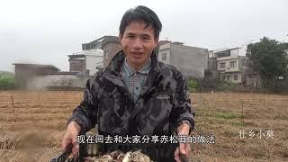 助力乡村振兴，祝新农人赤松茸大卖 #新农人2022乡村振兴