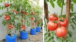 Big fruit - many fruits - Growing tomatoes on the terrace