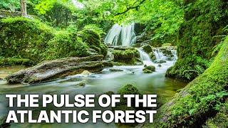 The Pulse of the Atlantic Forest | Rare Species