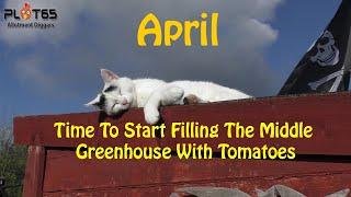 Time To Start Filling The Middle Greenhouse With Tomatoes