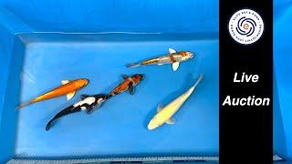 Elite Koi's Japanese Koi Auction Livestream Event Bid on Stunning Varieties from Home!