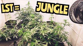 How To Grow BIGGER PLANTS! 🪴 - WHATS GROWING ON in the MARSHYDRO 5x5 Fc8000