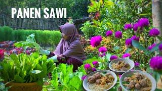 Panen Sawi | Masak hidangan sejuta umat | Bakso sapi full daging | Hidup di Desa