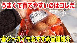 【ジャガイモ】美味しい芋をたくさん収穫するなら品種選びが大切です