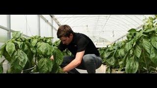 Hydroponics Greenhouse Overview