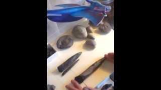 Belemnites