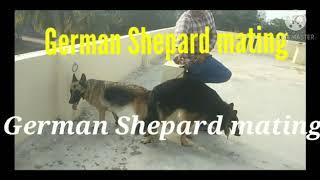 German shepherd mating successfully