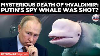 Russia's Alleged Spy Whale Hvaldimir Shot Dead, Animal Rights Group Claims | Times Now World