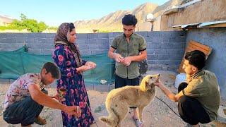 "Painting doors and windows and connecting the main electricity of Razia's house with Abu's help"