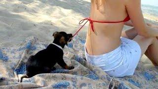 TRY NOT TO LAUGH  Cute DOG Videos   Pets Castle