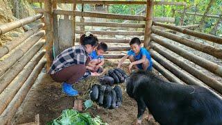 Single mother moves chicken coop and takes care of piglets DANG THI DU