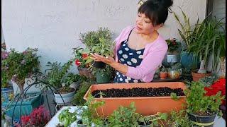 Gardening | Organic Garden | Easy Guide To Grow Herbs In Containers