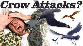 Craziest Places For Crow Attacks