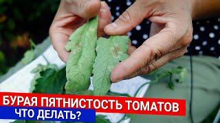 Бурая пятнистость томатов - Что делать?