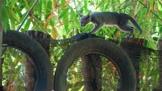 Stray cat come into my house, Gray cat