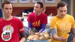 Unforgettable Sheldon Cooper Moments (Seasons 1-6) | The Big Bang Theory