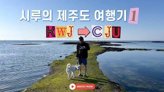 [시루‘s 제주도 여행기 EP.1] 진도믹스 강아지 시루랑 제주도 동쪽 여행 | 김녕으로 여행떠나요~ (반려견 동반+숙소, 관광지,식당)