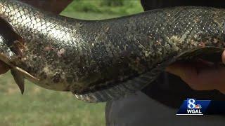 Fisherman catches invasive snakehead in Pennsylvania creek