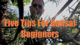 Five Tips for Bonsai Beginners