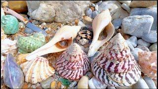 100-year-old Pagoda Sea Pearl Snail, The Hunt for Big Pearls on Pebble Beach