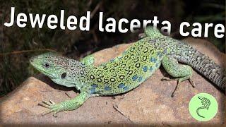 Jeweled Lacerta | Timon lepidus | Care Guide