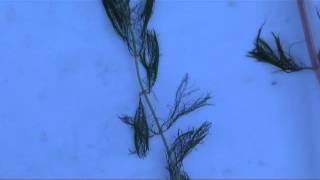 Eurasian water milfoil hand removal at Pike Lake